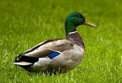 Canard photographié dans le Jardin d'Horticulture du Mans